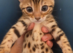 Fat Face - Bengal Kitten For Sale - 