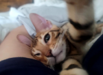 Diva - Bengal Kitten For Sale - NJ, US