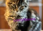 Victoria Branch litter - Maine Coon Kitten For Sale - 