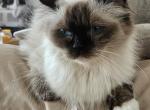 Afroditedolls Skyler - Ragdoll Cat For Sale/Retired Breeding - 