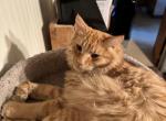 Hananiah - Domestic Cat For Adoption - 