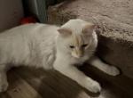 Azariah - Domestic Cat For Sale - 