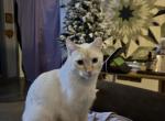 Sampson James - Domestic Cat For Adoption - 