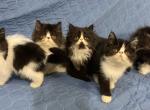 The Beaulieu Crew - Exotic Kitten For Sale - Muscle Shoals, AL, US