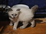 Seal point Balinese - Balinese Kitten For Sale - West Milton, OH, US