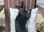 Lykoi Female 3 yrs - Lykoi Cat For Sale - 