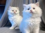 Pure British semiLonghair - British Shorthair Kitten For Sale - Carmel, IN, US