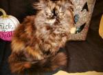 Persian TortoiseShell Persian  Female - Persian Kitten For Sale - 