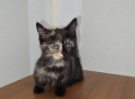 Munchkin Girl Pending Pickup - Munchkin Kitten For Sale - Coshocton, OH, US