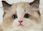 BELLA - Ragdoll Kitten For Sale - Brooklyn, NY, US