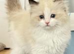 CINDY - Ragdoll Kitten For Sale - Brooklyn, NY, US