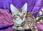 Bengal Male Kittens - Bengal Kitten For Sale - Knoxville, IA, US