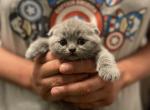 Blue folds - Scottish Fold Kitten For Sale - Fort Wayne, IN, US