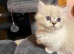 Parker - Minuet Kitten For Sale - 