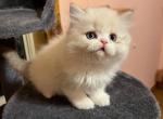 Bradley - Minuet Kitten For Sale - 