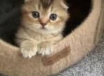 Scottish Fold Gold Brown Girl for Adoption - Scottish Fold Kitten For Sale - 