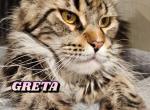 Greta - Maine Coon Cat For Sale/Retired Breeding - 