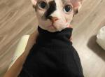 potter - Sphynx Kitten For Sale - 