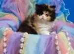 Mirabella_ - Persian Kitten For Sale - Pembroke Pines, FL, US