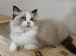 Bicolor Kitten Female - Ragdoll Kitten For Sale - 