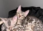 Salvatore - Bengal Kitten For Sale - Miami, FL, US