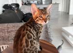 Jimmy - Bengal Kitten For Sale - Miami, FL, US