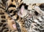 Mr Myers - Bengal Kitten For Sale - Miami, FL, US