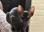 Onxy female Sphynx - Sphynx Kitten For Sale - 