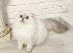 Marvel - Scottish Fold Kitten For Sale - 