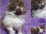 NOW RESERVED ELH female kitten - Exotic Kitten For Sale - 