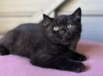 Coco - Scottish Straight Kitten For Sale - Woodland Park, CO, US