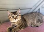 Mittens - Scottish Straight Kitten For Sale - Woodland Park, CO, US