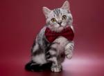 Winter - British Shorthair Kitten For Sale - Houston, TX, US