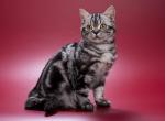 Wilma - British Shorthair Kitten For Sale - 