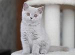 Wbloom - British Shorthair Kitten For Sale - Houston, TX, US