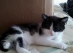 Bill - Domestic Kitten For Adoption - Akron, OH, US