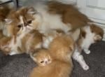 Persians babies - Persian Kitten For Sale - 