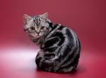 Winnie the Pooh - British Shorthair Kitten For Sale - 