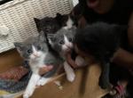 4 Cats - Domestic Kitten For Sale - Springfield, TN, US