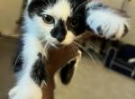 Happy - Domestic Kitten For Sale - Baltimore, MD, US