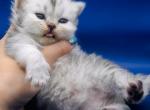 Smith Scottish straight - Scottish Straight Kitten For Sale - 