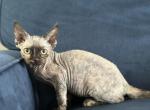 Rosie - Devon Rex Kitten For Sale - 