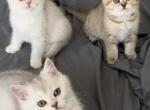 British Shorthair Kitties - British Shorthair Kitten For Sale - Sacramento, CA, US