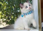 R040 - Ragdoll Kitten For Sale - Los Angeles, CA, US