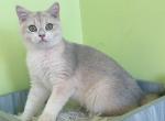 B011 - British Shorthair Kitten For Sale - Los Angeles, CA, US