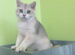 B011 - British Shorthair Kitten For Sale - 