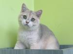 B011 - British Shorthair Kitten For Sale - 