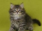 Egorka - Siberian Kitten For Sale - Miami, FL, US