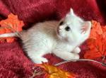 Love - Scottish Straight Kitten For Sale - Philadelphia, PA, US