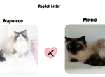 UPDATED TCA Registered Ragdoll Expected Litters - Ragdoll Kitten For Sale - 